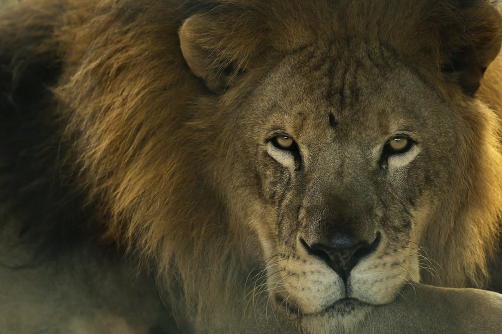 Majesty
