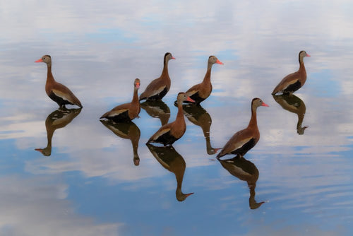 American Avocets