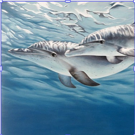 Atlantic Spotted Dolphins