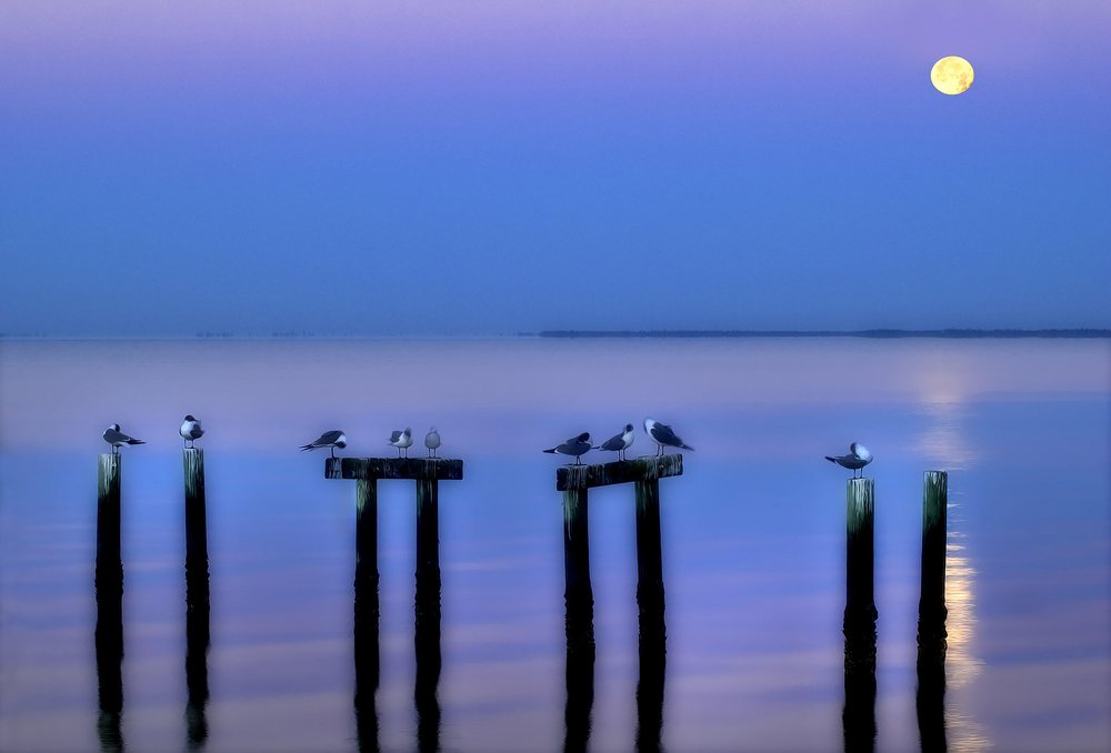 Seagulls at Twilight